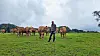 Cinquante vaches de race limousine et leurs petits sont élevés dans la ferme d’Arthur Meyers. (Photos : erwan nonet)
