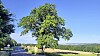 Les arbres remarquables classés sont non seulement des marqueurs de territoire, mais ils jouent aussi un rôle écologique très important.