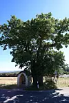 Les arbres remarquables font l’objet d’une surveillance particulière.