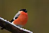 Le bouvreuil pivoine fait partie des 15 oiseaux que l’on pourra recenser du 26 au 28 janvier.