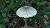 Les champignons aperçus en forêt ne sont pas toujours ceux que l’on croit. Une détermination peut être vitale. (photo Société des naturalistes luxembourgeois)