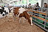 La Foire agricole d'Ettelbruck 2025 prévoit plus de 330 exposants et 90 chapiteaux sur 12,5 hectares.