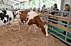La Foire agricole d'Ettelbruck 2025 prévoit plus de 330 exposants et 90 chapiteaux sur 12,5 hectares.
