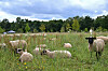 Pour l’instant, les premiers habitants du futur quartier sont des moutons, en chargent de tondre le terrain.