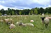 Pour l’instant, les premiers habitants du futur quartier sont des moutons, en chargent de tondre le terrain.