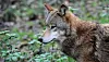 C'est la première fois qu’une commune wallonne interdit des activités nocturnes de camps scouts en raison de la présence de loups. (Photo d'
