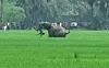 Un éléphant attaque un homme dans un champ près du village de Baghasole, à Burdwan, le 20 mars 2016, en Inde.
