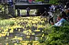 Au total, 16 000 canards seront lâchés sur l'Alzette.
