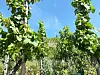 Le microclimat mosellan convient de mieux en mieux à la viticulture.