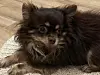 Vinnie, chihuahua disparu depuis le 7 septembre dernier et peut-être présent dans la région de Metz.