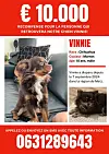 Vinnie, chihuahua disparu depuis le 7 septembre dernier et peut-être présent dans la région de Metz.