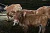 Au total, 236 bovins sont positifs à cette fièvre dans le pays.