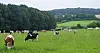 La mort a été immédiate, selon la police qui suppose que l'auteur cherchait à prélever la viande de l'animal.