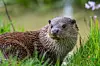 La loutre d'Europe est encore bien présente en Wallonie.