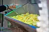 La clé pour faire des frites belges de qualité : la double cuisson et la graisse de bœuf.
