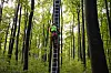 Des ouvriers forestiers sont spécialisés en escalade pour abattre des branches et des arbres difficiles d’accès.