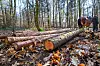 Les forêts luxembourgeoises sont en souffrance face au changement climatique.