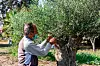 Sécheresses à répétition et chaleur trop tardive dans la saison... un exemple concret des changements climatiques qui menacent aussi l'Europe . alors que la culture de l'olive est millénaire sur l'île (Photo : AFP).