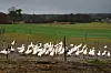 La plupart des foyers se situent dans les Landes, territoire traditionnellement producteur de foie gras.