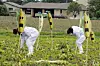 Des militants anti-OGM arrachent des plants de maïs transgénique, dans le département français de la Haute-Garonne, le 2 mai 2014.