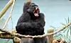 La première fois que le public du zoo d’Amnéville avait pu voir Ya Kwanza, c’était le 6 avril 2012. (Photo Archives RL/Maury Golini)
