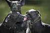Les Xoloitzcuintles sont une ancienne race mexicaine sans poil... qui font un tabac chez les branchés (Photo : AFP).