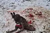 Le veau naissant a été retrouvé mort ce dimanche matin à Vesqueville.