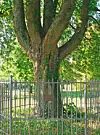 Au parc Pescatore se trouve déjà un arbre planté à l’occasion de la naissance du Prince Jean (photo : Guy Jourdain / comité Alstad).