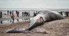 Cela faisait 21 ans qu'un rorqual ne s'était pas échoué sur la côte belge, selon les médias locaux.