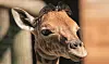 La population des girafes d'Afrique a décliné d'environ 40% en trente ans.