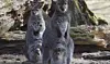 Les wallabies ont fait des petits. Irrésistibles ! (photos Alain Rischard)