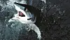 Le grand requin blanc 'charge et saisit l'otarie à la surface au moment où il saute hors de l'eau'.
