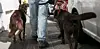 L'infortunée a croisé deux chiens en laisse que n'a pas su maîtriser la dame qui les promenait.