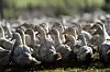 Le département des Landes compte 5 millions de canards en cours d'élevage.