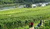 La saison des vendanges bat son plein dans les vignes luxembourgeoises. Nous avons suivi les pros dans cette étape cruciale de la fabrication du vin (Photos : Erwan Nonet).