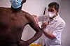Des premiers vaccins devraient être disponibles dans les prochaines semaines.