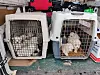 Les chiots ont été découverts à l’arrière d’une camionnette circulant sur l’autoroute A4.
