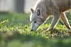 Depuis plusieurs mois, le statut de protection du loup est en suspens au sein de l’UE.
