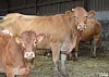 Les vaches des élevages touchés ont été vaccinées depuis le 13 août dans l’arrondissement de Sarrebourg.