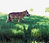 Il faudra néanmoins attendre les résultats des analyses pour voir si c’est un loup qui a attaqué le veau.