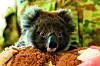 Un bébé koala en train d'être nourri.