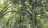 Si un tiers du pays est couvert de forêts, celles-ci ne respirent pas toujours la santé. Inquiétant lorsque l'on connaît leurs bienfaits.