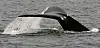 La baleine a frappé le bateau par en dessous, le soulevant dans les airs.