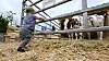 La Foire agricole d’Ettelbruck est le plus grand évènement en plein air du pays.