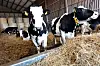 Le prix du lait payé au producteur se situe actuellement autour de 25,04 ct/kg au Luxembourg. Les aides allouées par l'État doivent notamment soutenir les producteurs de lait. Au Grand-Duché, ils sont autour de 700. (photo archives LQ / Fabrizio Pizzolante)