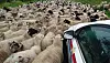 On ignore à ce jour les revendications du troupeau à l'origine de l'émeute... (photo Facebook police grand-ducale)