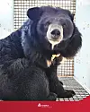Jusqu'alors aucun ours exploité pour la bile en Asie n'avait été transféré en Europe.