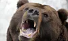 Les ours font notamment les frais de la pêche excessive de saumon dans la région.