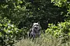 Cette photo a été prise en Europe orientale...Mais c'est bien en France que l'expansion du loup est jugée forte (Photo : AFP).