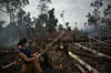 C'est la troisième année consécutive que la déforestation progresse depuis l'arrivée au pouvoir du président d'extrême droite Jair Bolsonaro